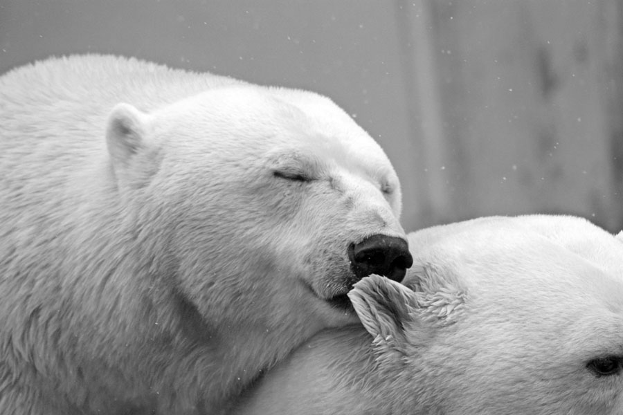 Snoozing Polar Bear...